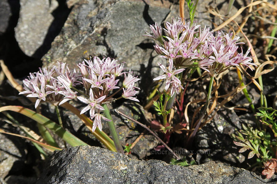 Olympic onion with skinner, darker petals (Allium crenulatum) [Mount June, Umpqua National Forest, Lane County, Oregon]