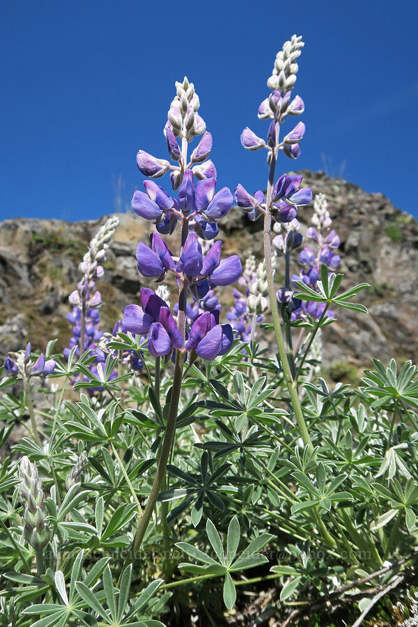 white-leaf lupine (Lupinus albifrons) [Mount June, Umpqua National Forest, Lane County, Oregon]