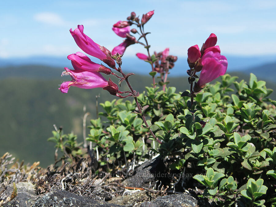 cliff penstemon (Penstemon rupicola) [Mount June, Umpqua National Forest, Lane County, Oregon]