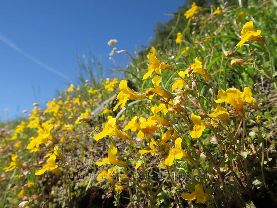monkeyflower (Erythranthe sp. (Mimulus sp.)) [Mount June, Umpqua National Forest, Lane County, Oregon]