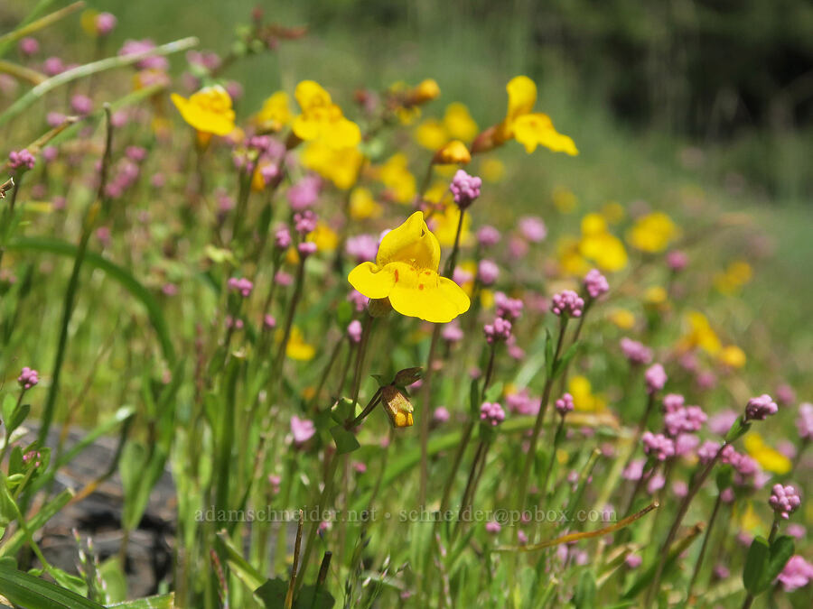 monkeyflower & rosy plectritis (Erythranthe sp. (Mimulus sp.), Plectritis congesta) [Mount June, Umpqua National Forest, Lane County, Oregon]