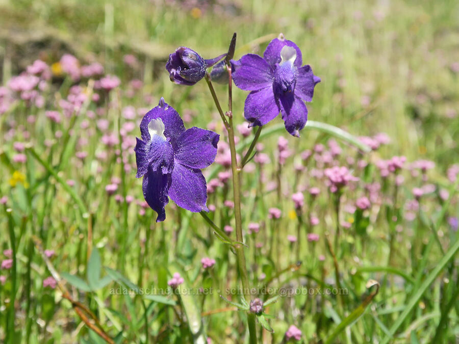 Menzies' larkspur & rosy plectritis (Delphinium menziesii, Plectritis congesta) [Mount June, Umpqua National Forest, Lane County, Oregon]