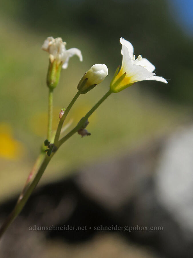 California mist-maidens (Romanzoffia californica) [Mount June, Umpqua National Forest, Lane County, Oregon]