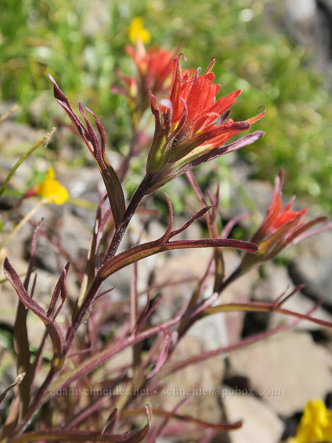 mystery paintbrush (Castilleja sp.) [Mount June, Umpqua National Forest, Lane County, Oregon]