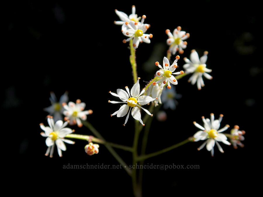 Mertens' saxifrage (Saxifraga mertensiana) [Mount June, Umpqua National Forest, Lane County, Oregon]