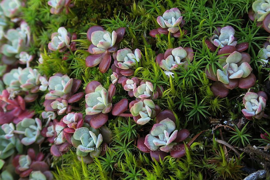broad-leaf stonecrop leaves (Sedum spathulifolium) [Mount June, Umpqua National Forest, Lane County, Oregon]