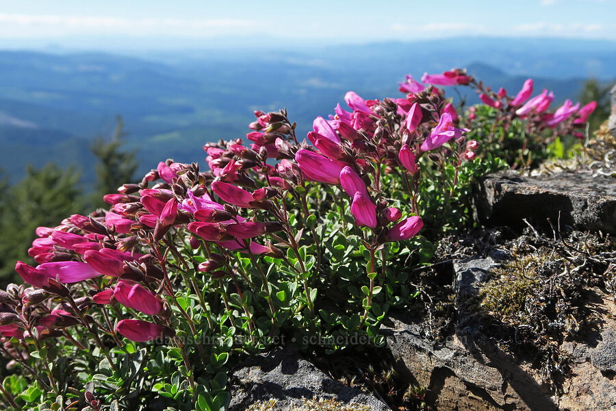 cliff penstemon (Penstemon rupicola) [Mount June, Umpqua National Forest, Lane County, Oregon]