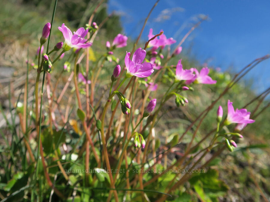 very pink little-leaf montia (Montia parvifolia (Claytonia parvifolia)) [Mount June, Umpqua National Forest, Lane County, Oregon]