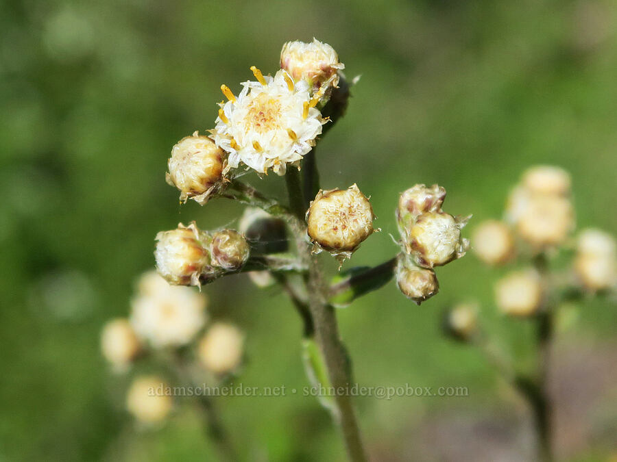 racemose pussy-toes (male flowers) (Antennaria racemosa) [Mount June, Umpqua National Forest, Lane County, Oregon]