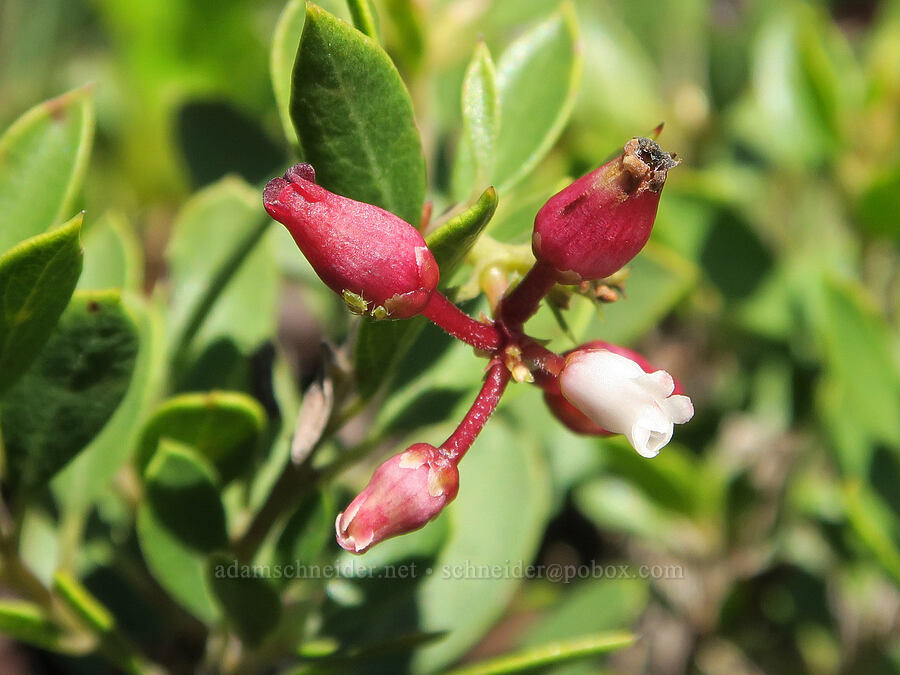 pine-mat manzanita, infected by aphids (Arctostaphylos nevadensis, Tamalia coweni) [Mount June, Umpqua National Forest, Lane County, Oregon]