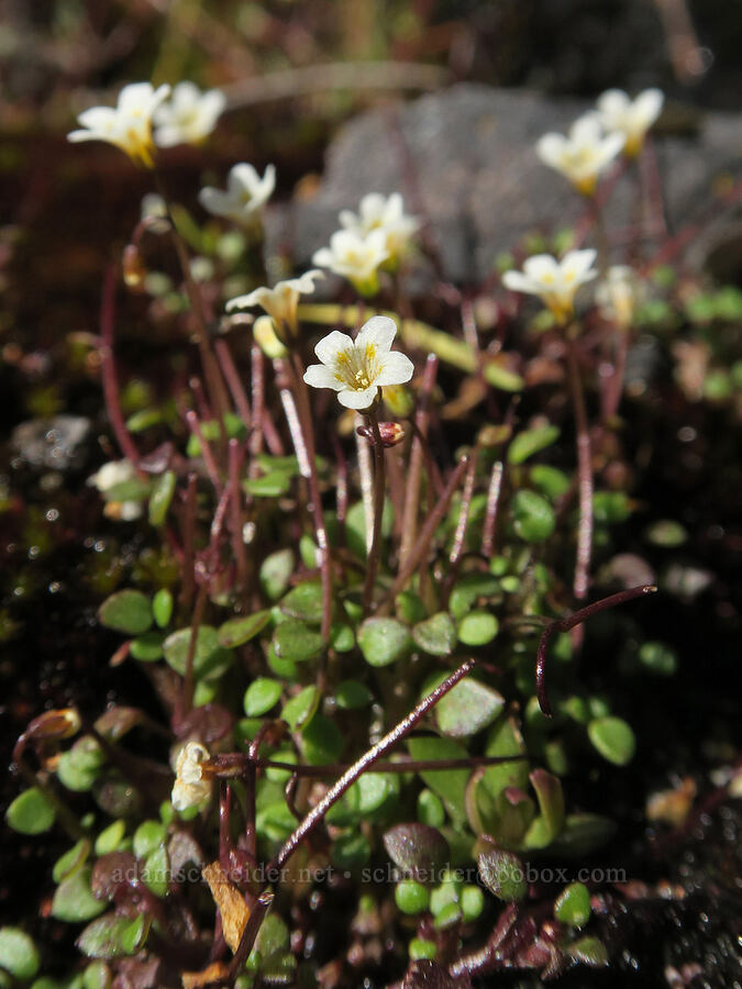 Thompson's mist-maidens (Romanzoffia thompsonii) [Mount June, Umpqua National Forest, Lane County, Oregon]