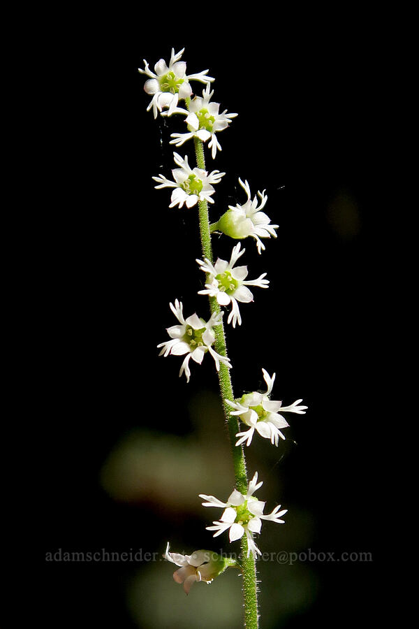 three-parted mitrewort (Ozomelis trifida (Mitella trifida)) [Mount June, Umpqua National Forest, Lane County, Oregon]