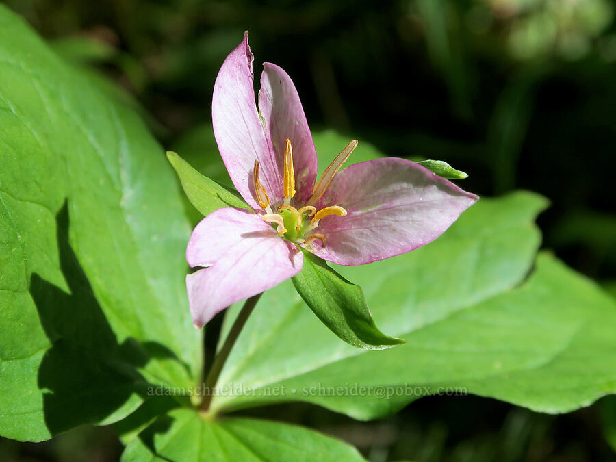 trillium, fading (Trillium ovatum) [Mount June Trail, Umpqua National Forest, Lane County, Oregon]
