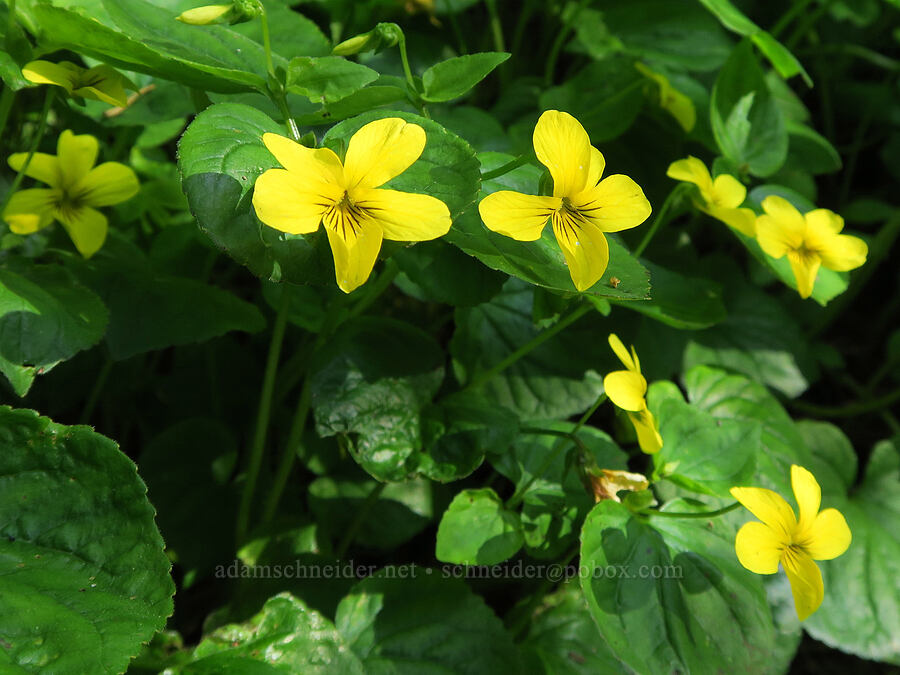 pioneer violets (Viola glabella) [Mount June Trail, Umpqua National Forest, Lane County, Oregon]