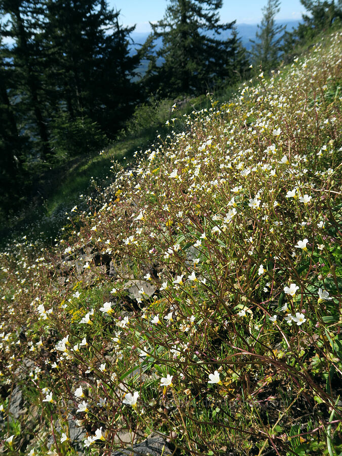 California mist-maidens (Romanzoffia californica) [Mount June Trail, Umpqua National Forest, Lane County, Oregon]