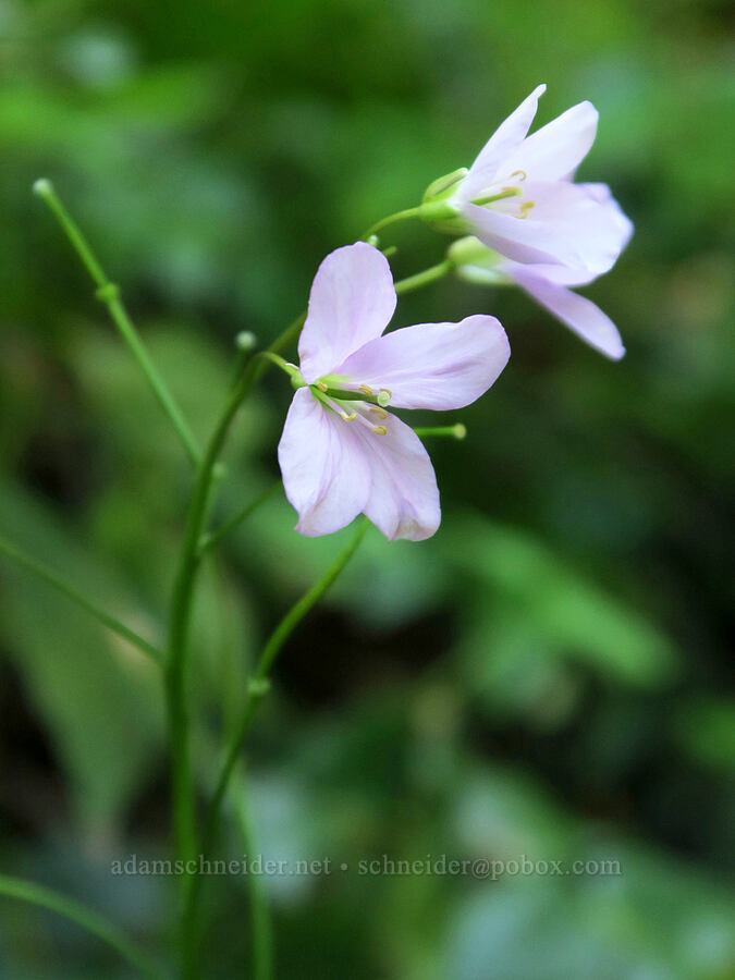 oaks toothwort (Cardamine nuttallii) [Mount June Trail, Umpqua National Forest, Lane County, Oregon]
