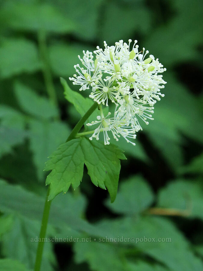 baneberry flowers (Actaea rubra) [Mount June Trail, Umpqua National Forest, Lane County, Oregon]