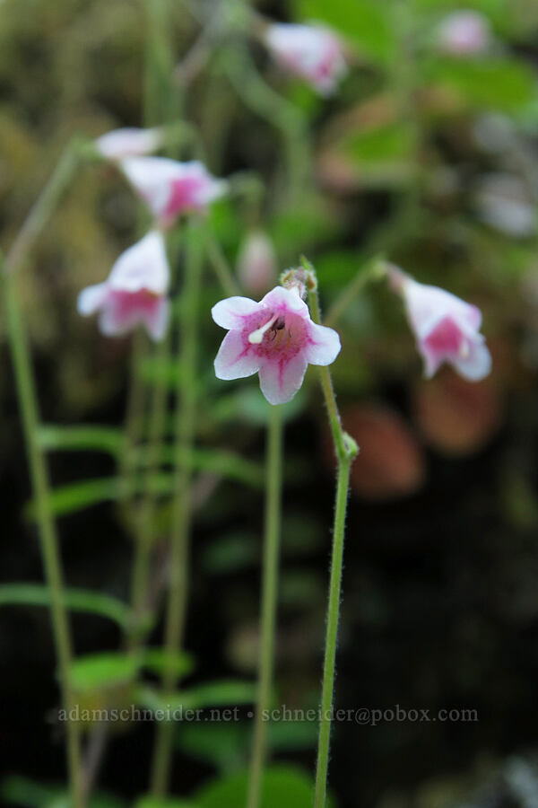 twinflower (Linnaea borealis) [Spirit Falls Trail, Umpqua National Forest, Lane County, Oregon]