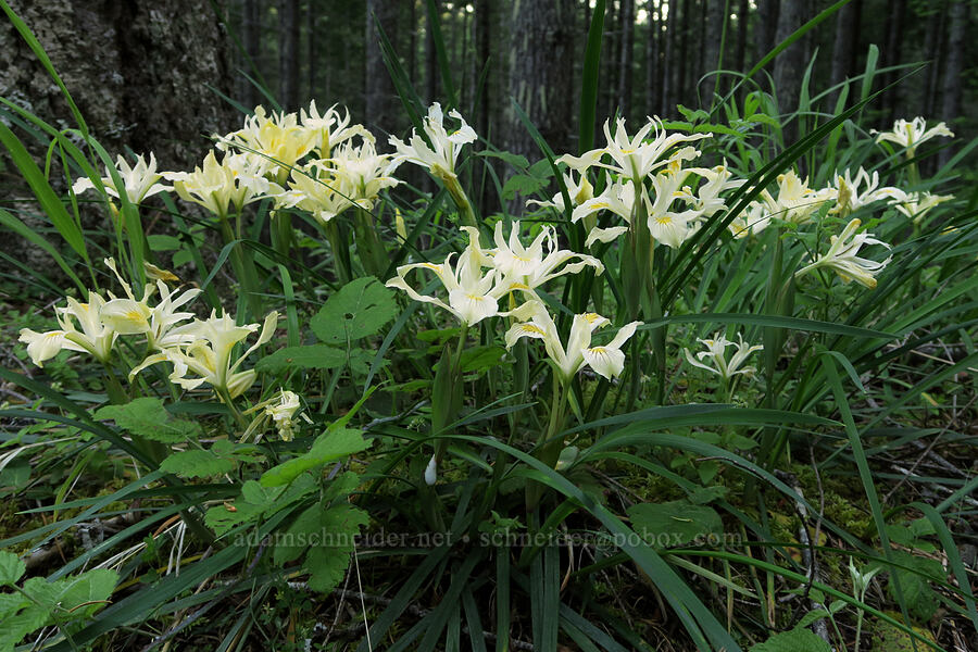 yellow-leaf iris (Iris chrysophylla) [Forest Road 17, Umpqua National Forest, Lane County, Oregon]