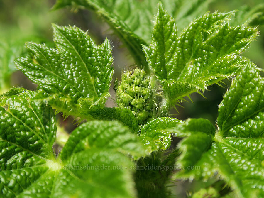 devil's club, budding (Oplopanax horridus) [Forest Road 1824-142, Willamette National Forest, Lane County, Oregon]
