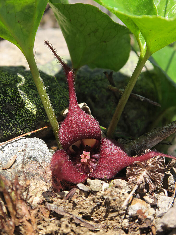 wild ginger flower (Asarum caudatum) [Forest Road 1824-142, Willamette National Forest, Lane County, Oregon]