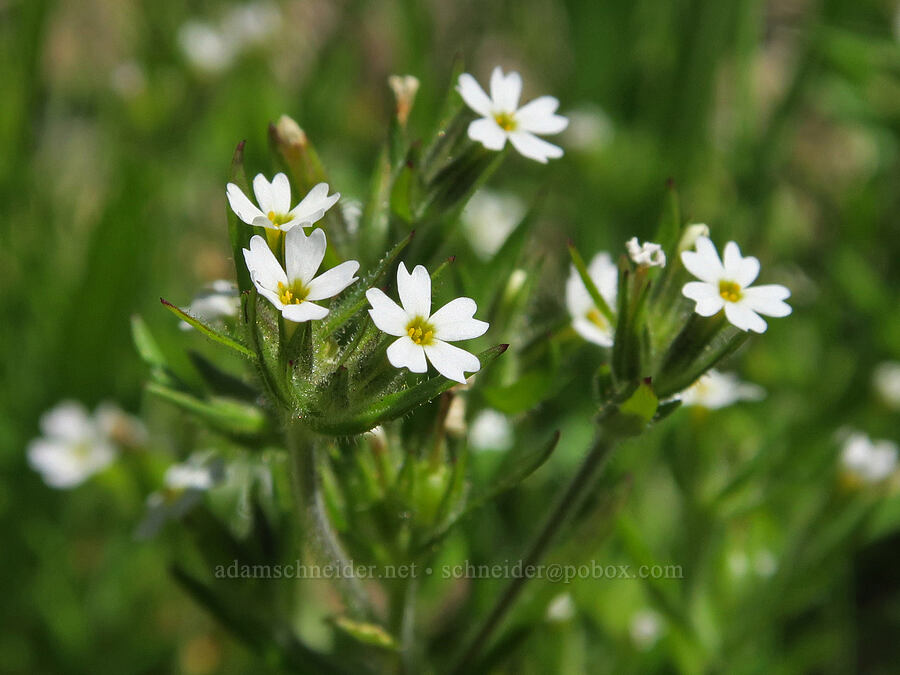 white slender phlox (Microsteris gracilis (Phlox gracilis)) [Forest Road 1824-142, Willamette National Forest, Lane County, Oregon]