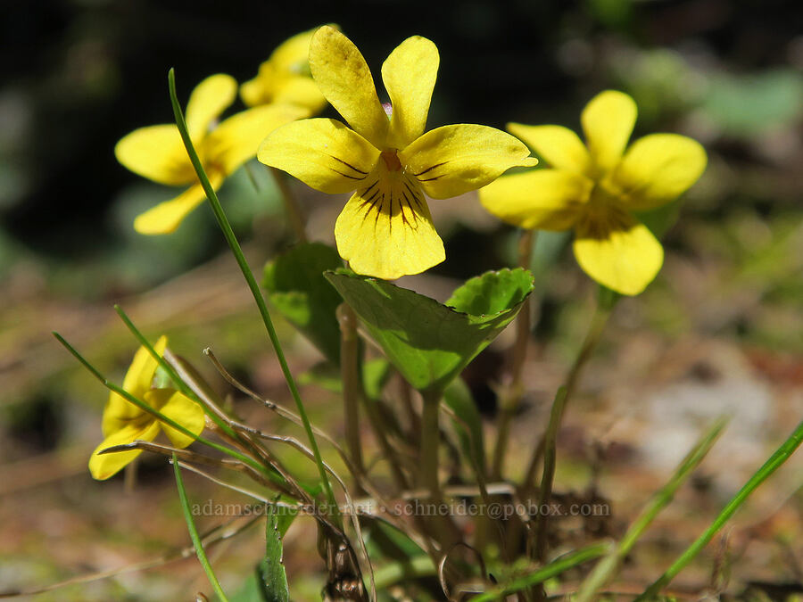 round-leaf violets (Viola orbiculata) [Forest Road 1824-142, Willamette National Forest, Lane County, Oregon]