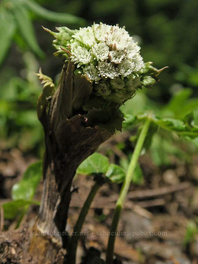 sweet colt's-foot (Petasites frigidus var. palmatus) [Forest Road 1824-142, Willamette National Forest, Lane County, Oregon]