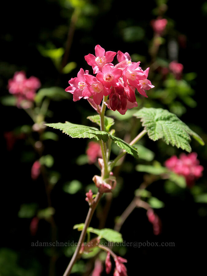 red-flowered currant (Ribes sanguineum) [Forest Road 1824-142, Willamette National Forest, Lane County, Oregon]