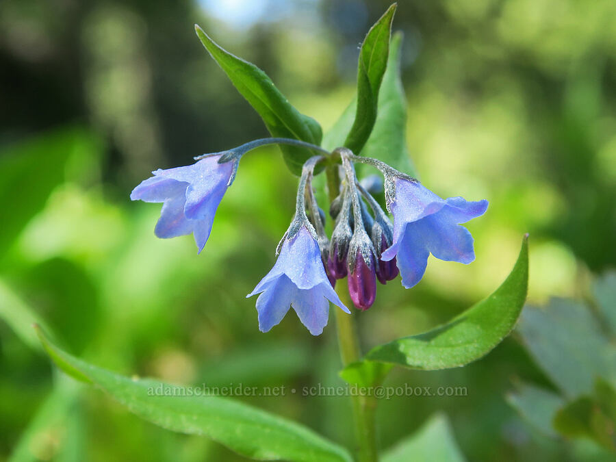 Oregon bluebells (Mertensia bella) [Nevergo Meadow, Willamette National Forest, Lane County, Oregon]