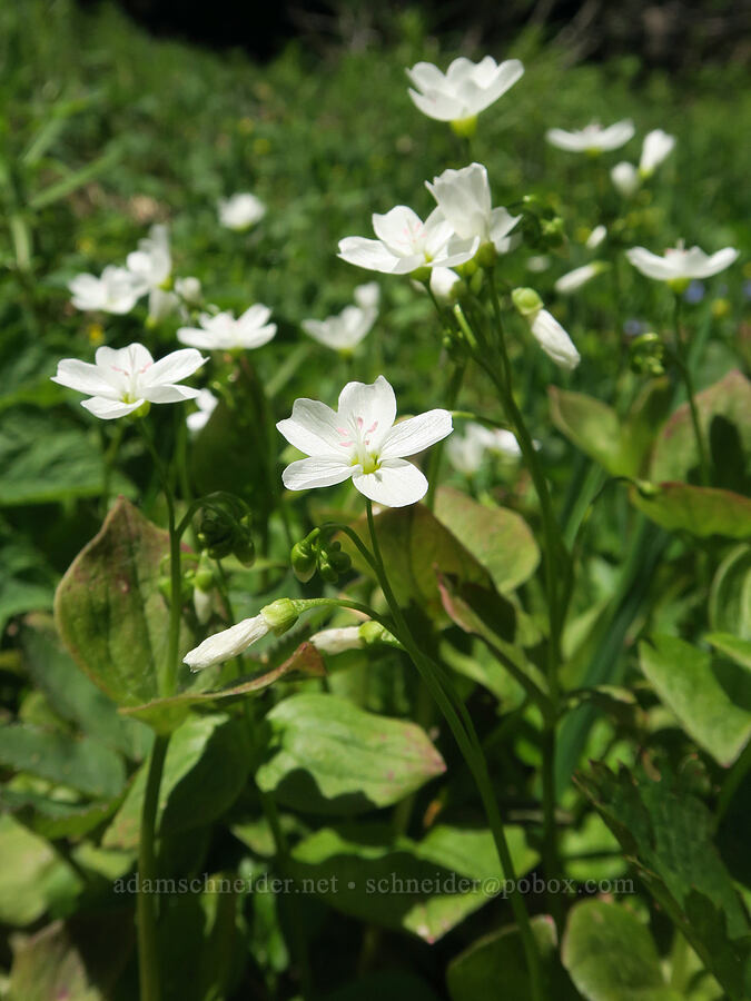 heart-leaf spring-beauty (Claytonia cordifolia (Montia cordifolia)) [Nevergo Meadow, Willamette National Forest, Lane County, Oregon]