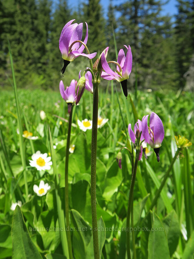 tall mountain shooting stars (Dodecatheon jeffreyi (Primula jeffreyi)) [Nevergo Meadow, Willamette National Forest, Lane County, Oregon]
