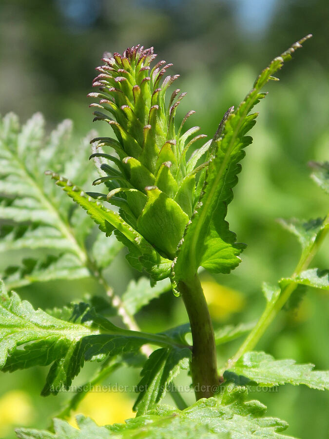 elephant's-head lousewort, budding (Pedicularis groenlandica) [Nevergo Meadow, Willamette National Forest, Lane County, Oregon]