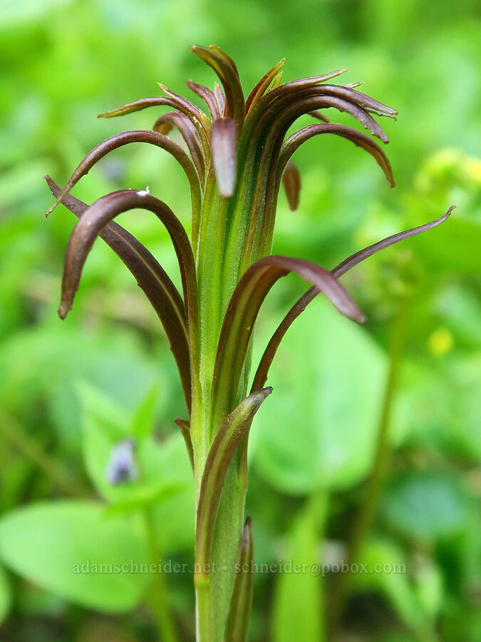 fireweed shoot (Chamerion angustifolium (Chamaenerion angustifolium) (Epilobium angustifolium)) [Nevergo Meadow, Willamette National Forest, Lane County, Oregon]