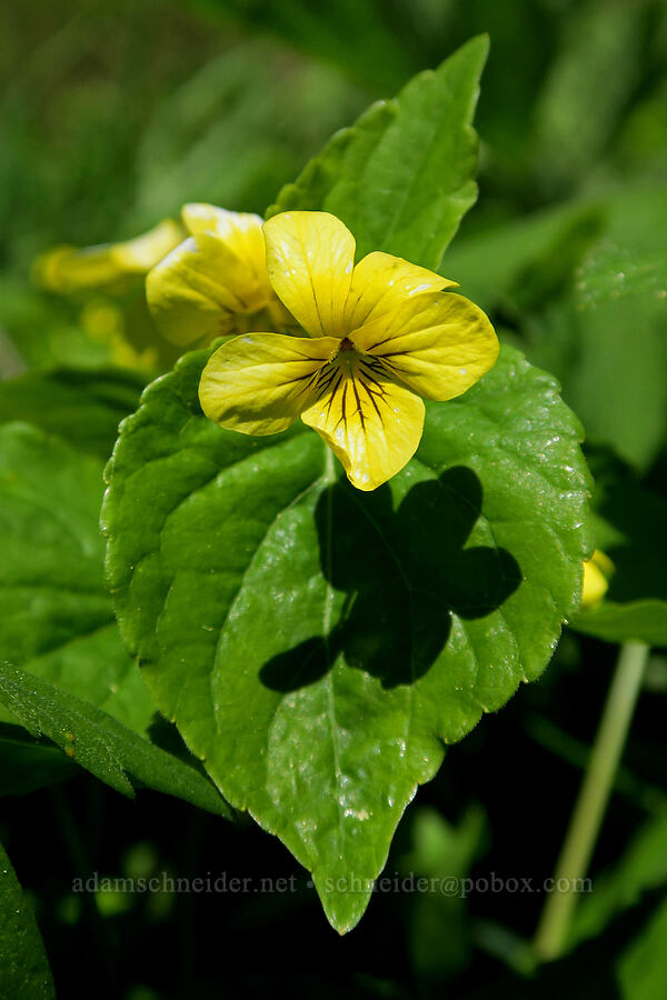 pioneer violets (Viola glabella) [Nevergo Meadow, Willamette National Forest, Lane County, Oregon]