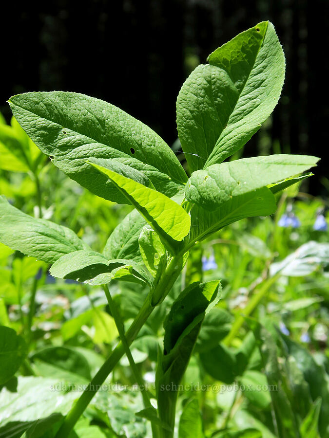 Howell's clover (canyon clover) leaves (Trifolium howellii) [Nevergo Meadow, Willamette National Forest, Lane County, Oregon]
