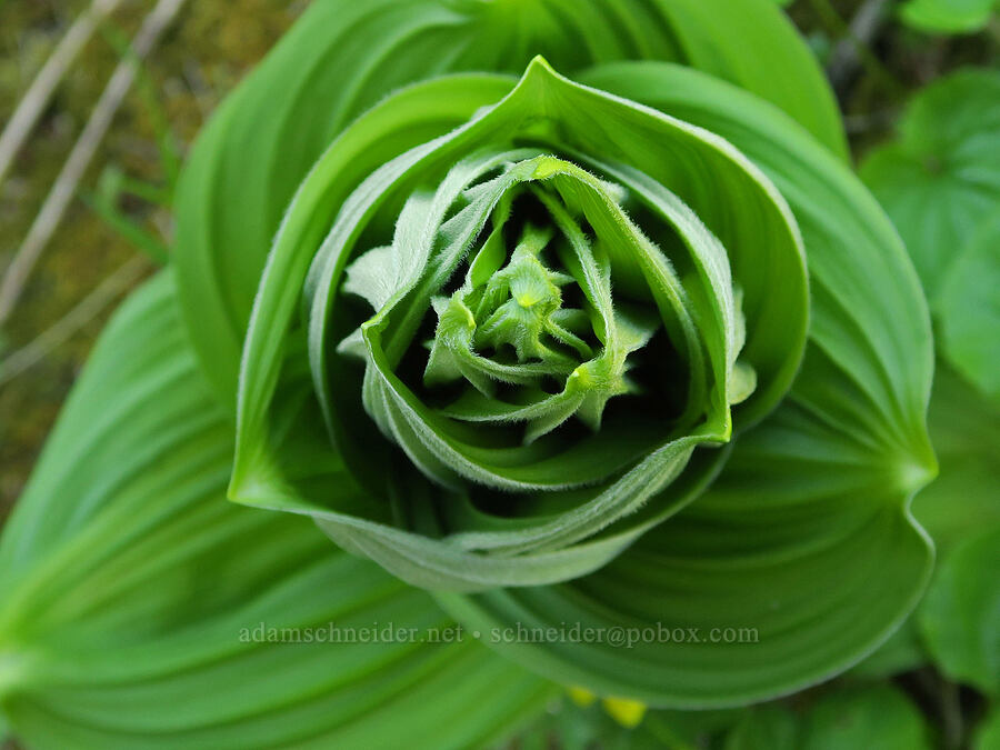 corn lily leaves (Veratrum californicum) [Nevergo Meadow, Willamette National Forest, Lane County, Oregon]