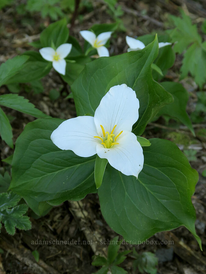 western trillium (Trillium ovatum) [Nevergo Meadow, Willamette National Forest, Lane County, Oregon]