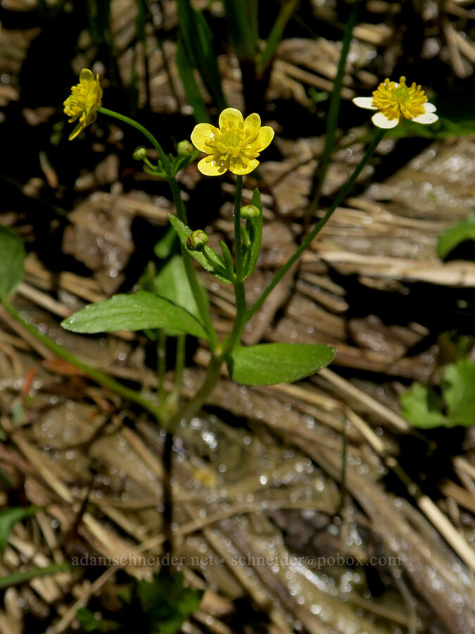 mountain buttercup (Ranunculus populago) [Nevergo Meadow, Willamette National Forest, Lane County, Oregon]