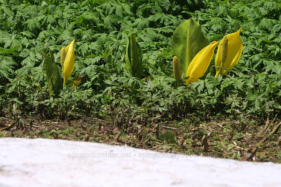 skunk cabbage & snow (Lysichiton americanus) [Nevergo Meadow, Willamette National Forest, Lane County, Oregon]