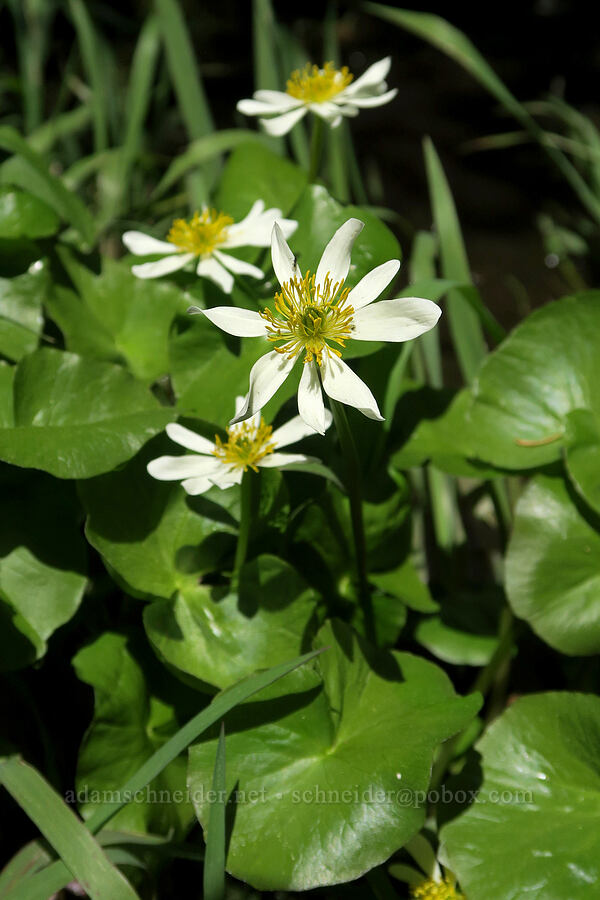 white marsh-marigolds (Caltha biflora (Caltha leptosepala var. biflora)) [Nevergo Meadow, Willamette National Forest, Lane County, Oregon]