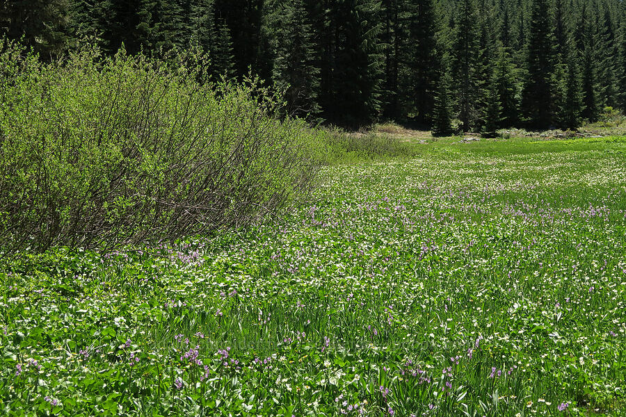 marsh-marigolds & shooting stars (Caltha biflora (Caltha leptosepala var. biflora), Dodecatheon jeffreyi (Primula jeffreyi)) [Elk Camp Meadow, Willamette National Forest, Lane County, Oregon]