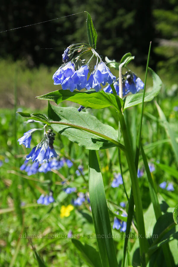 Oregon bluebells (Mertensia bella) [Elk Camp Meadow, Willamette National Forest, Lane County, Oregon]