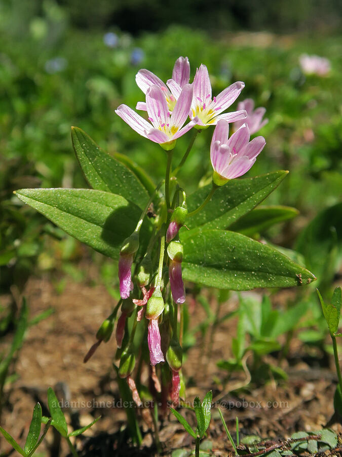 lance-leaf spring-beauty (Claytonia lanceolata) [Elk Camp Meadow, Willamette National Forest, Lane County, Oregon]