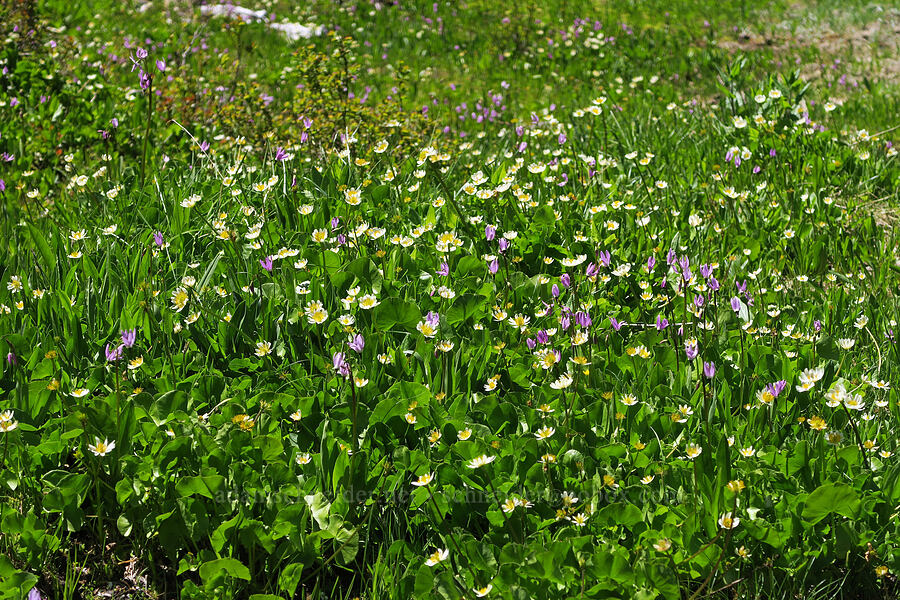 marsh-marigolds & shooting stars (Caltha biflora (Caltha leptosepala var. biflora), Dodecatheon jeffreyi (Primula jeffreyi)) [Elk Camp Meadow, Willamette National Forest, Lane County, Oregon]