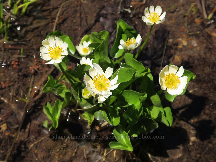 white marsh-marigolds in water (Caltha biflora (Caltha leptosepala var. biflora)) [Elk Camp Meadow, Willamette National Forest, Lane County, Oregon]