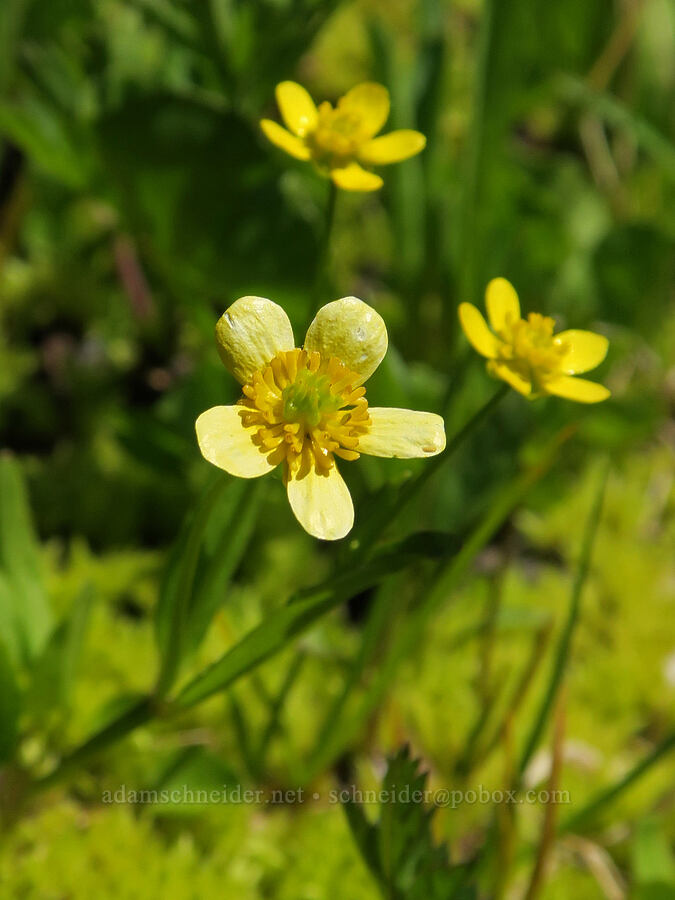 mountain buttercup (Ranunculus populago) [Elk Camp Meadow, Willamette National Forest, Lane County, Oregon]