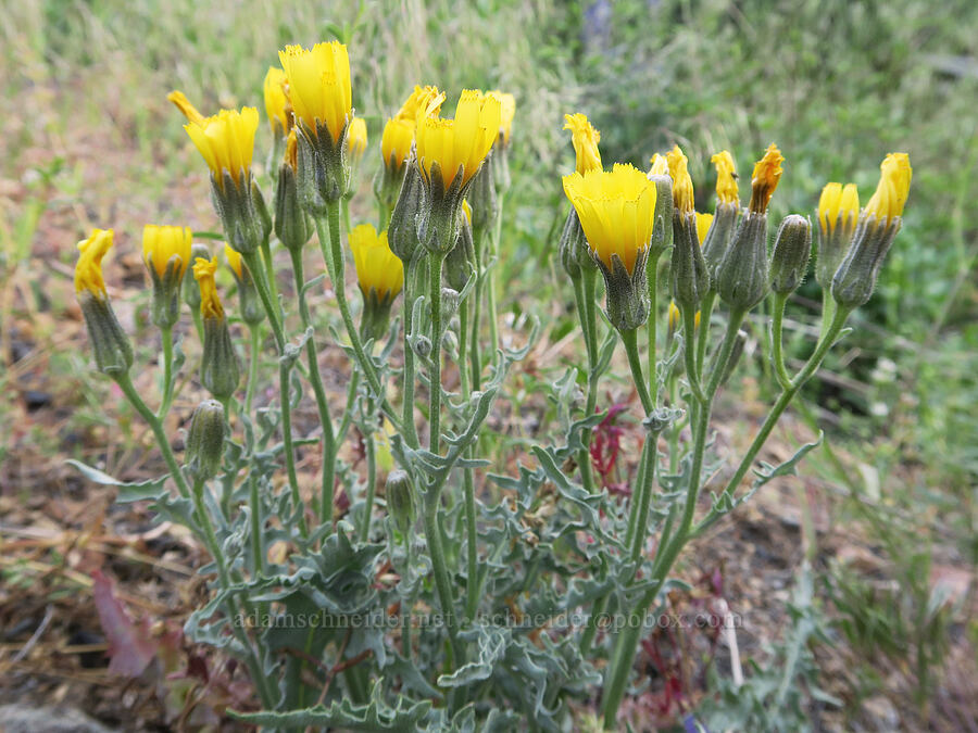 gray hawksbeard (Crepis intermedia) [Arizona Creek Road, Harney County, Oregon]