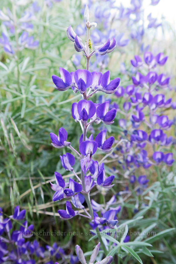 Kellogg's spurred lupine (Lupinus argenteus var. heteranthus (Lupinus caudatus)) [Arizona Creek Road, Harney County, Oregon]