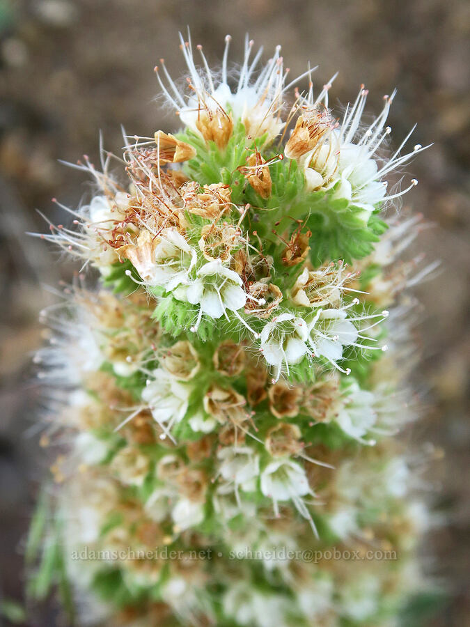 varied-leaf phacelia (Phacelia heterophylla) [Arizona Creek Road, Harney County, Oregon]